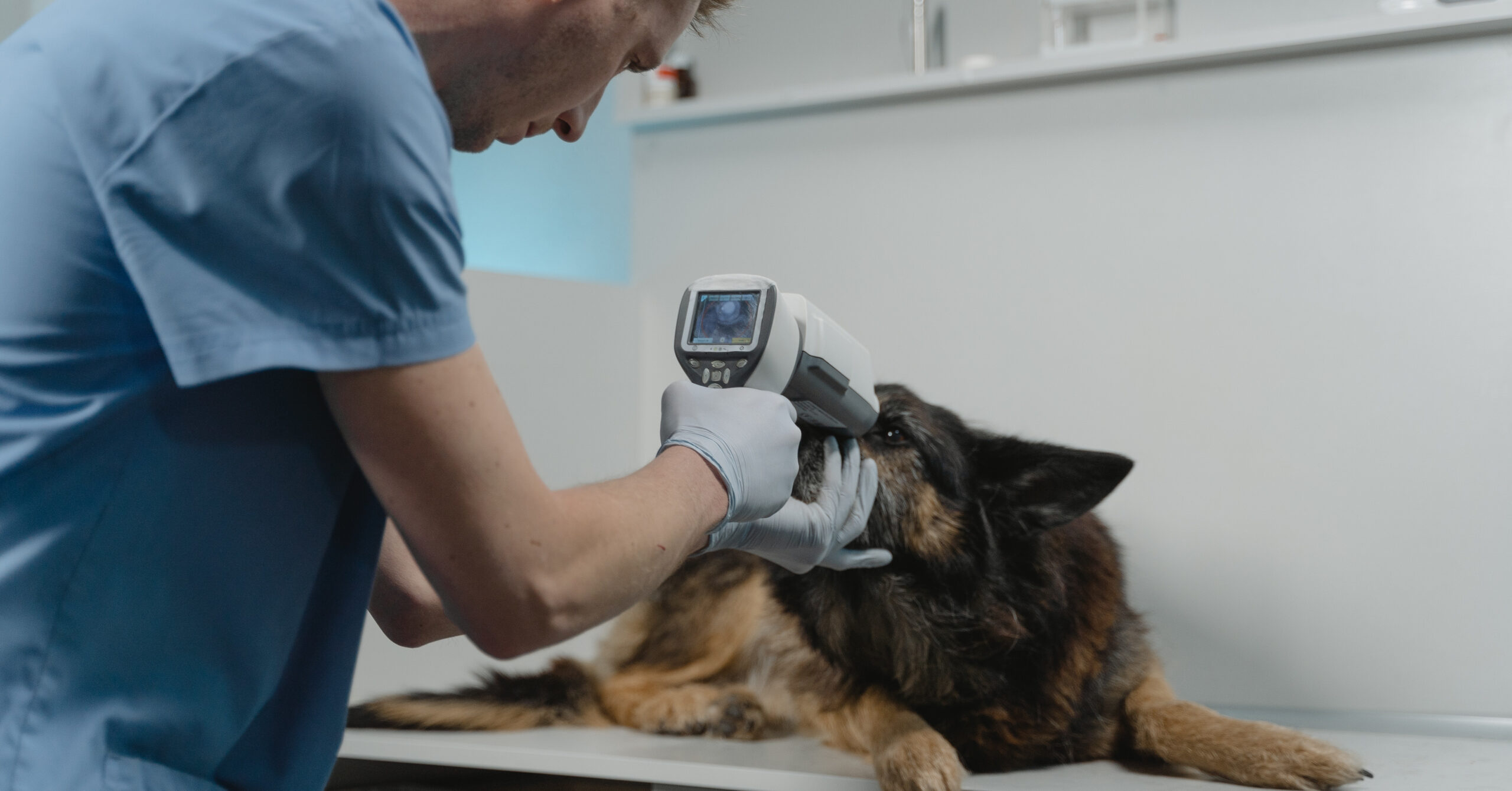 Hoe je een geschikte dierenarts voor jouw huisdier kunt kiezen