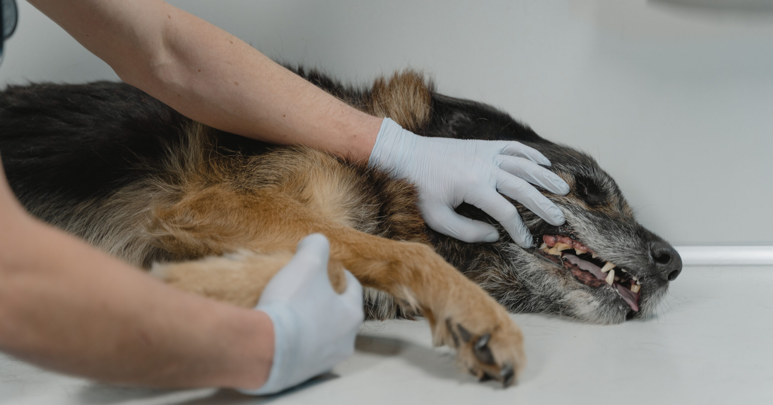 10 veelvoorkomende gezondheidsproblemen bij huisdieren en hoe ze te herkennen