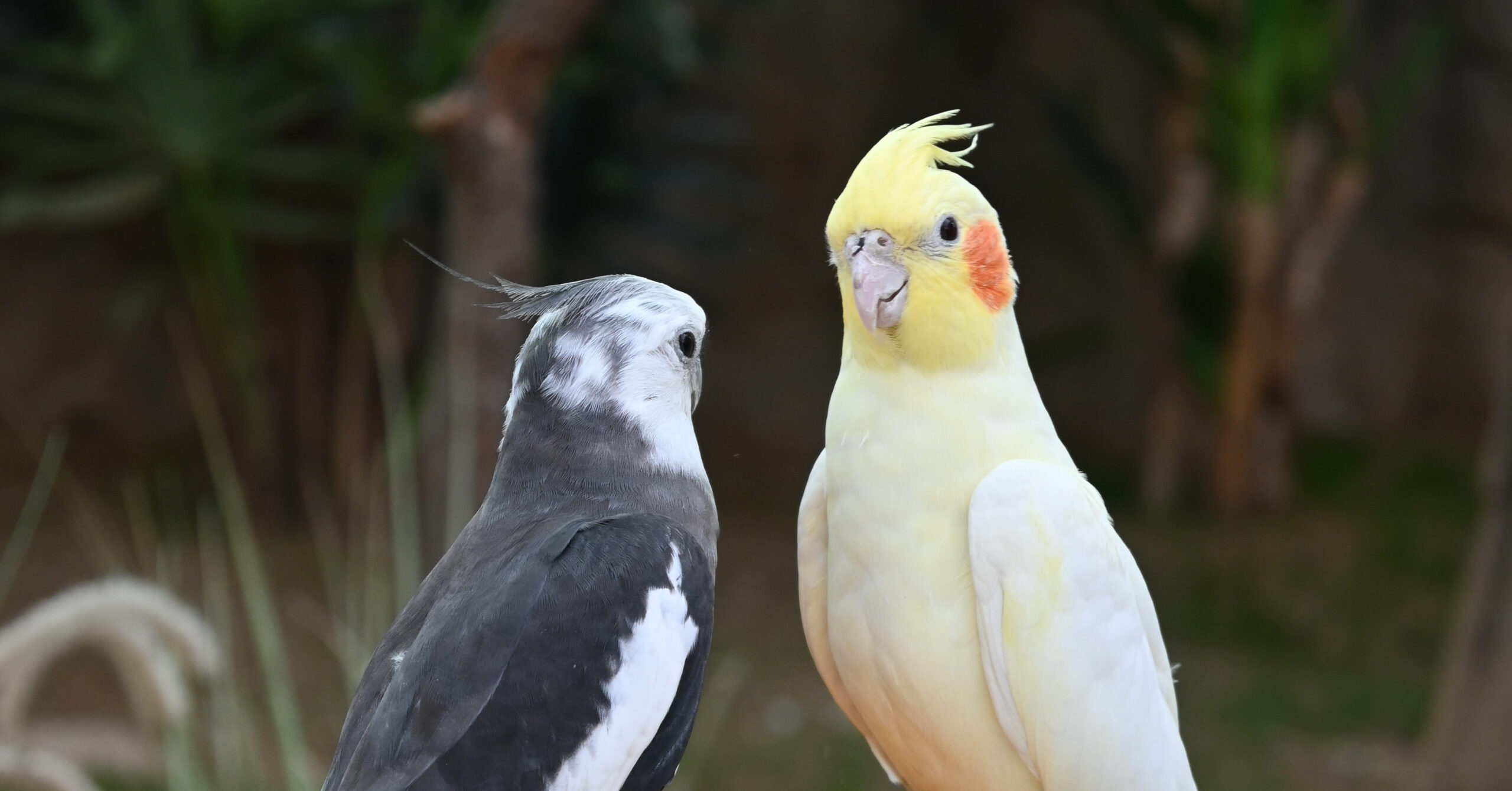 Ontdek de intrigerende wereld van exotische huisdieren: keuzes en zorgtips