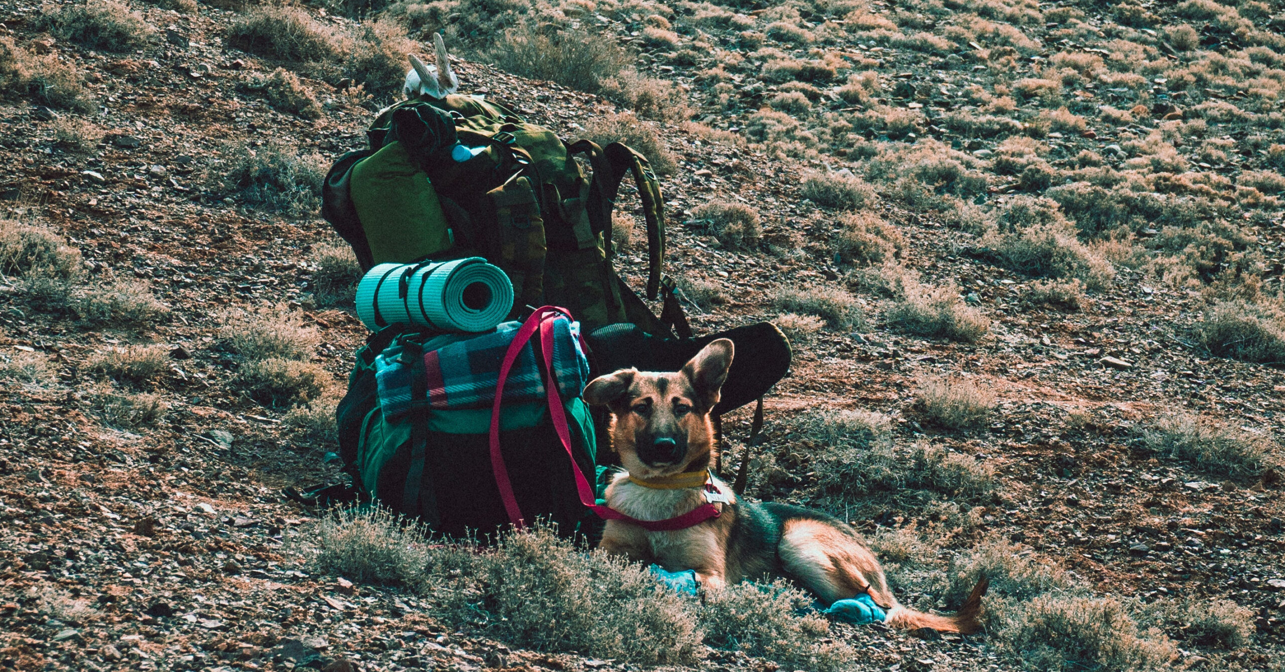 De do's en don'ts van reizen met jouw huisdier: tips voor een stressvrije reis
