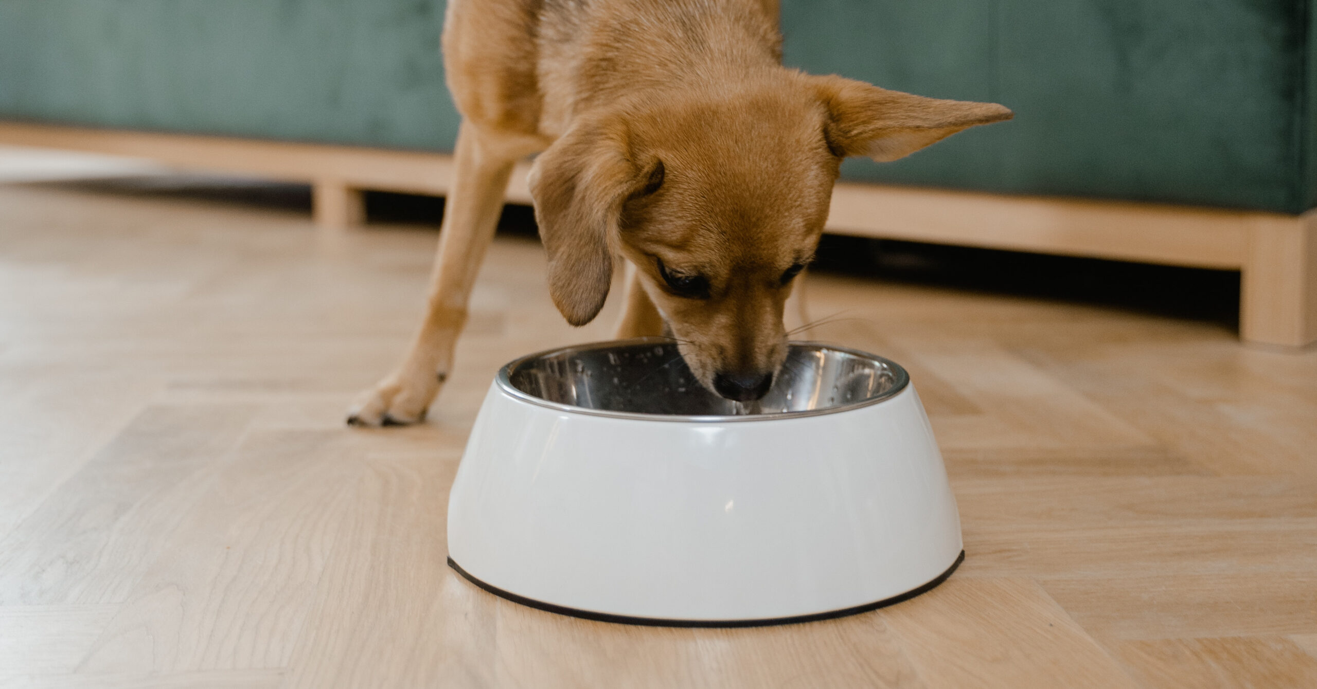 Voeding voor langlevende huisdieren: een diepgaande kijk op het belang van juiste voeding