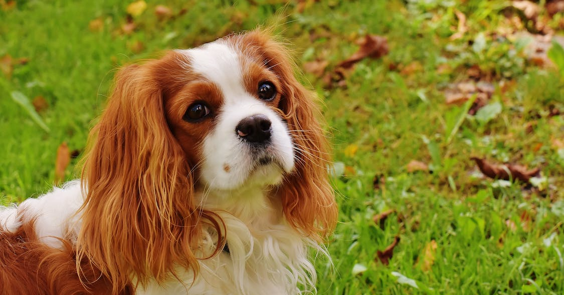 Wat zijn de kenmerken van een Cavalier King Charles Spaniël?