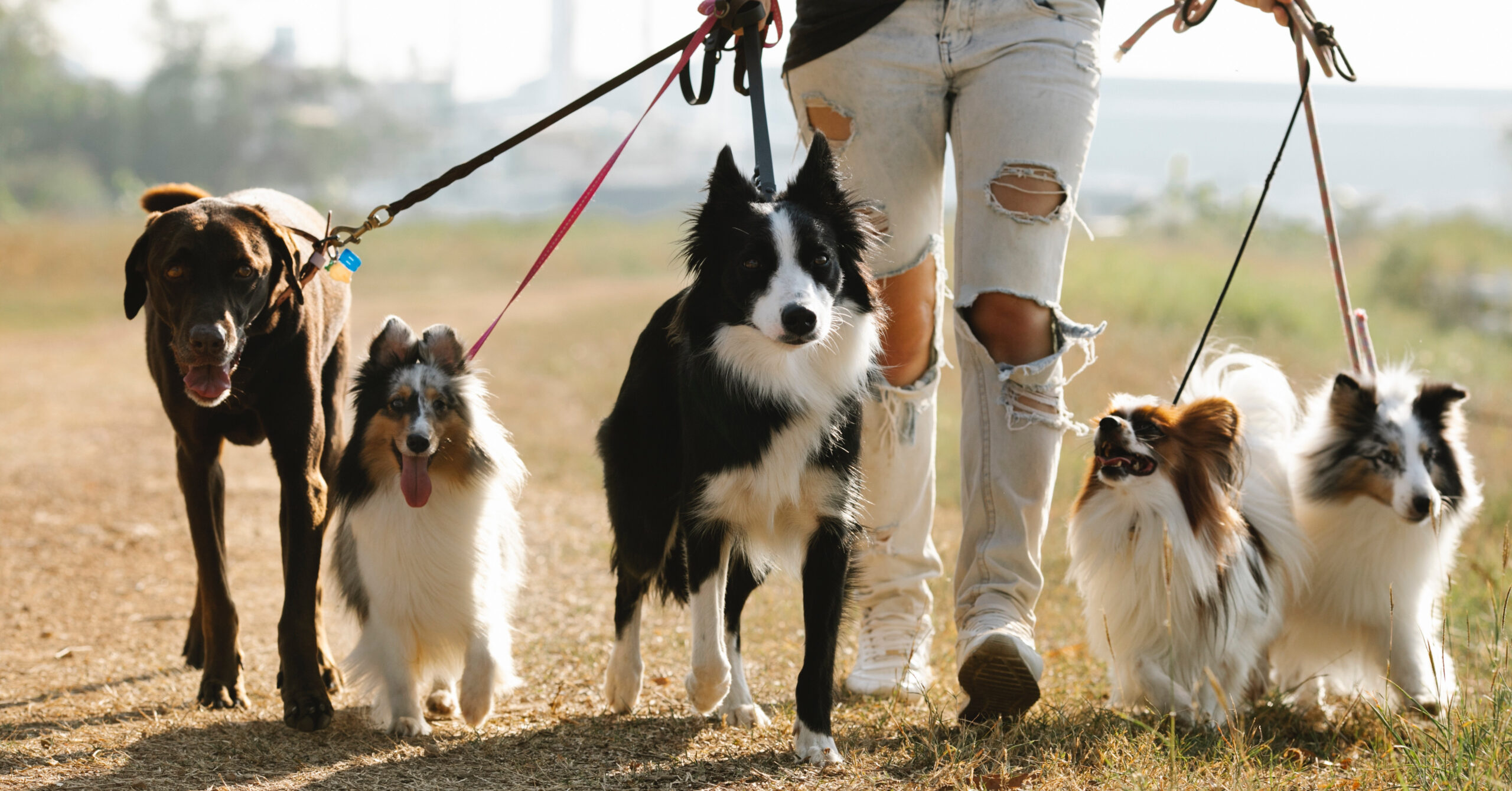 Tips voor het verminderen van blafgedrag bij honden
