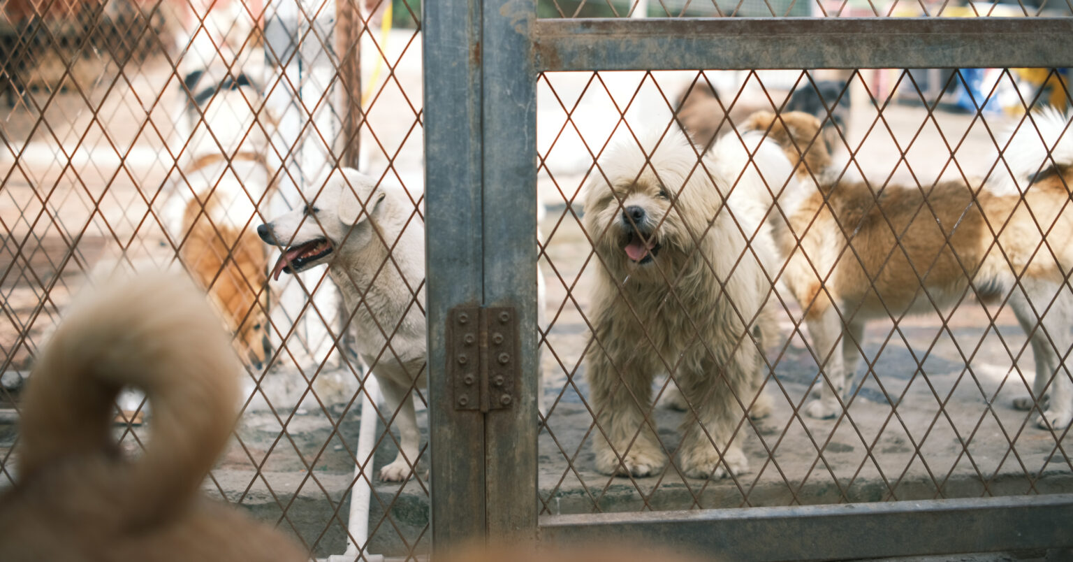 De voordelen van het adopteren van een huisdier uit een asiel - PetsPedia