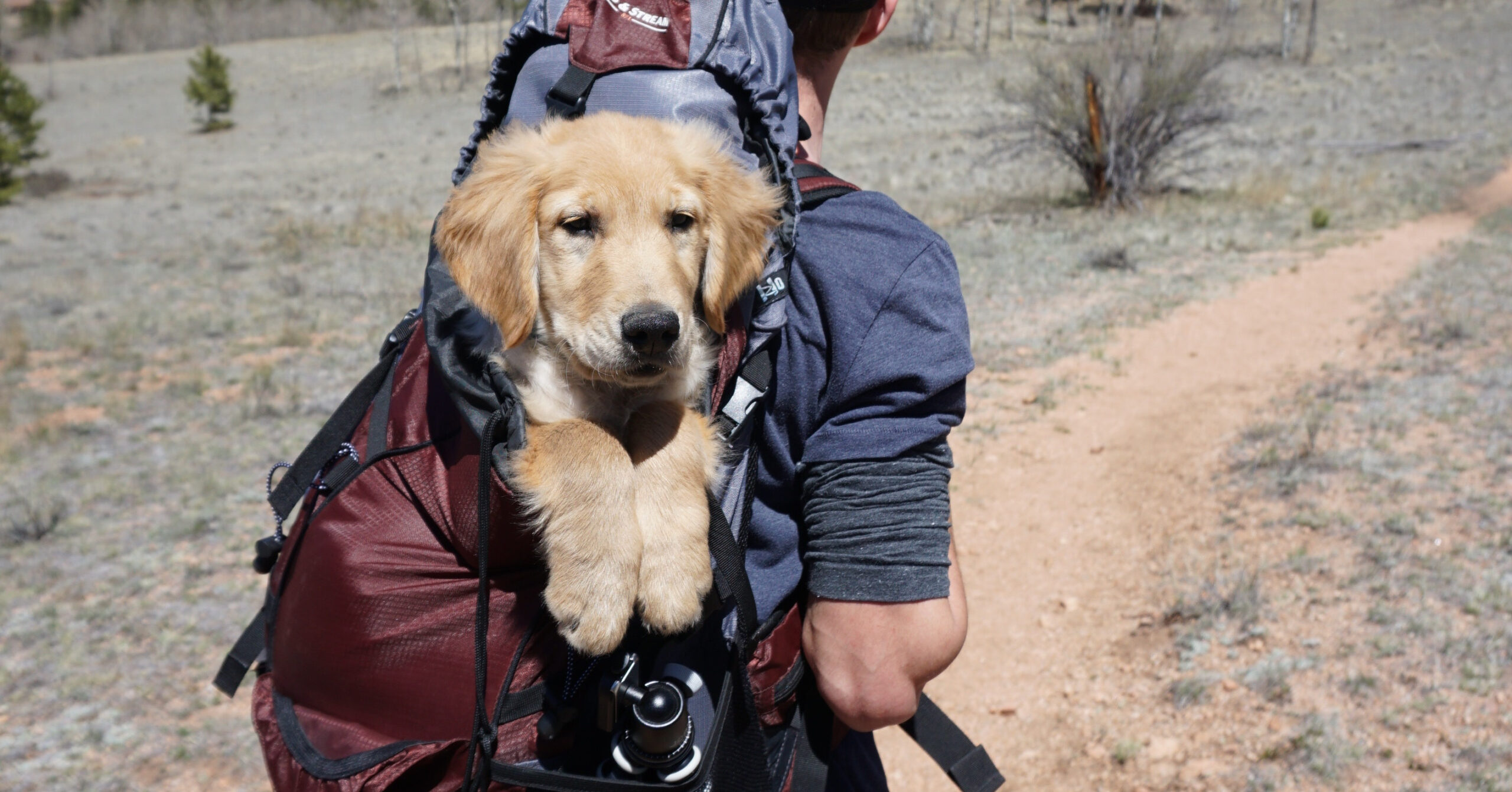 De beste manieren om huisdieren te trainen voor reizen en uitstapjes
