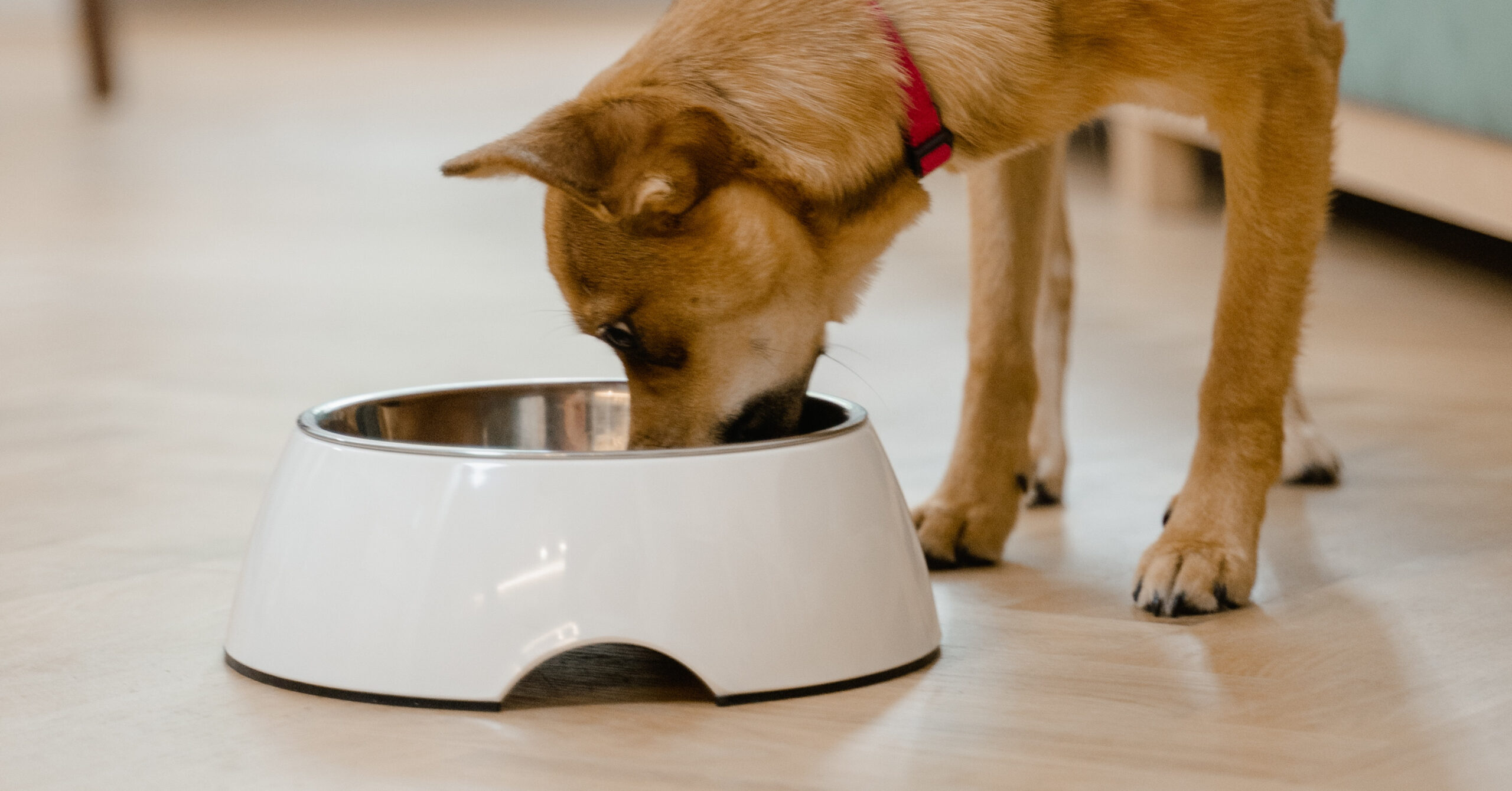 De rol van voedingssupplementen bij het bevorderen van de gezondheid van huisdieren