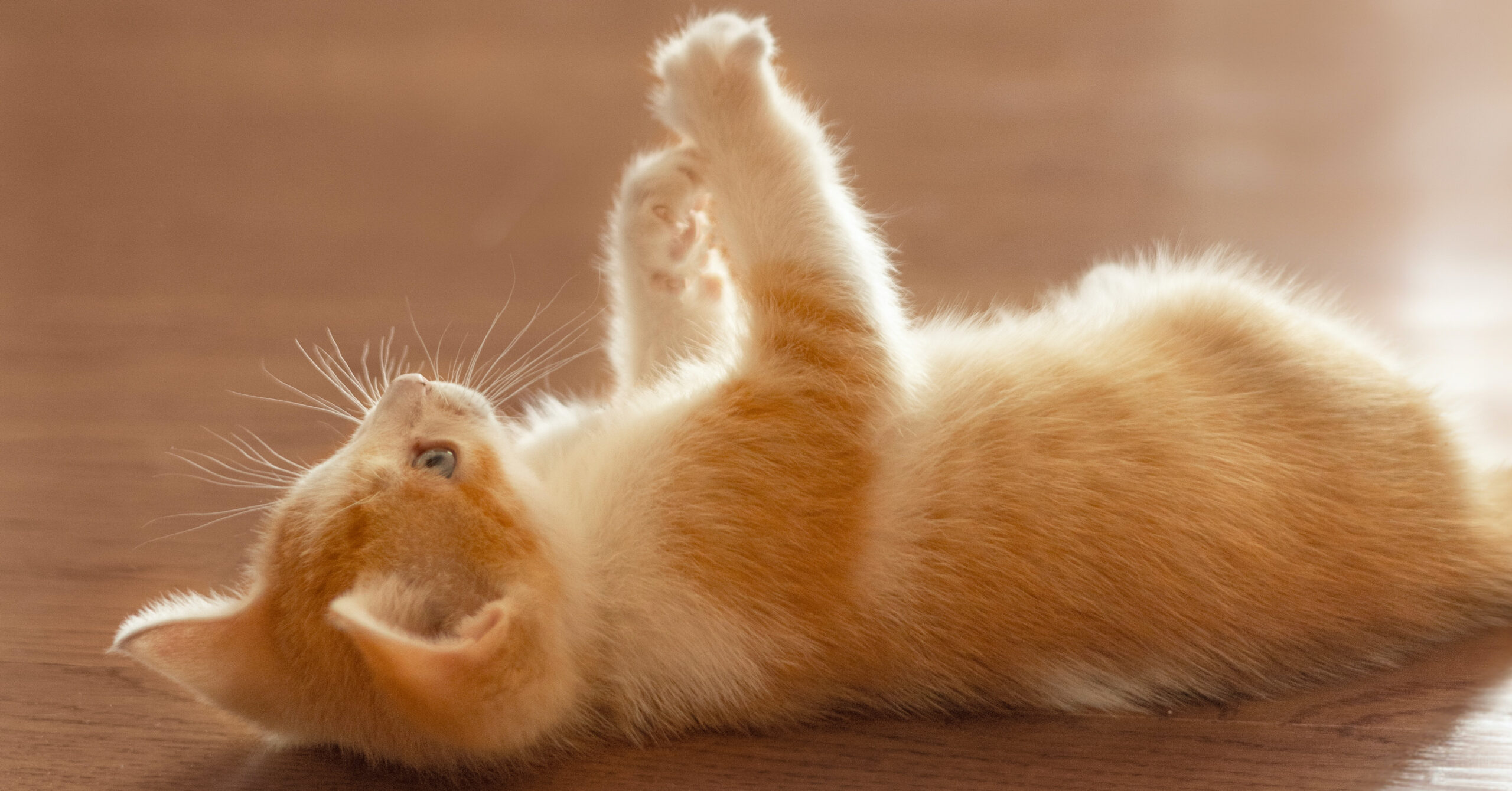 Tips voor het trainen van jouw kat om naar de kattenbak te gaan