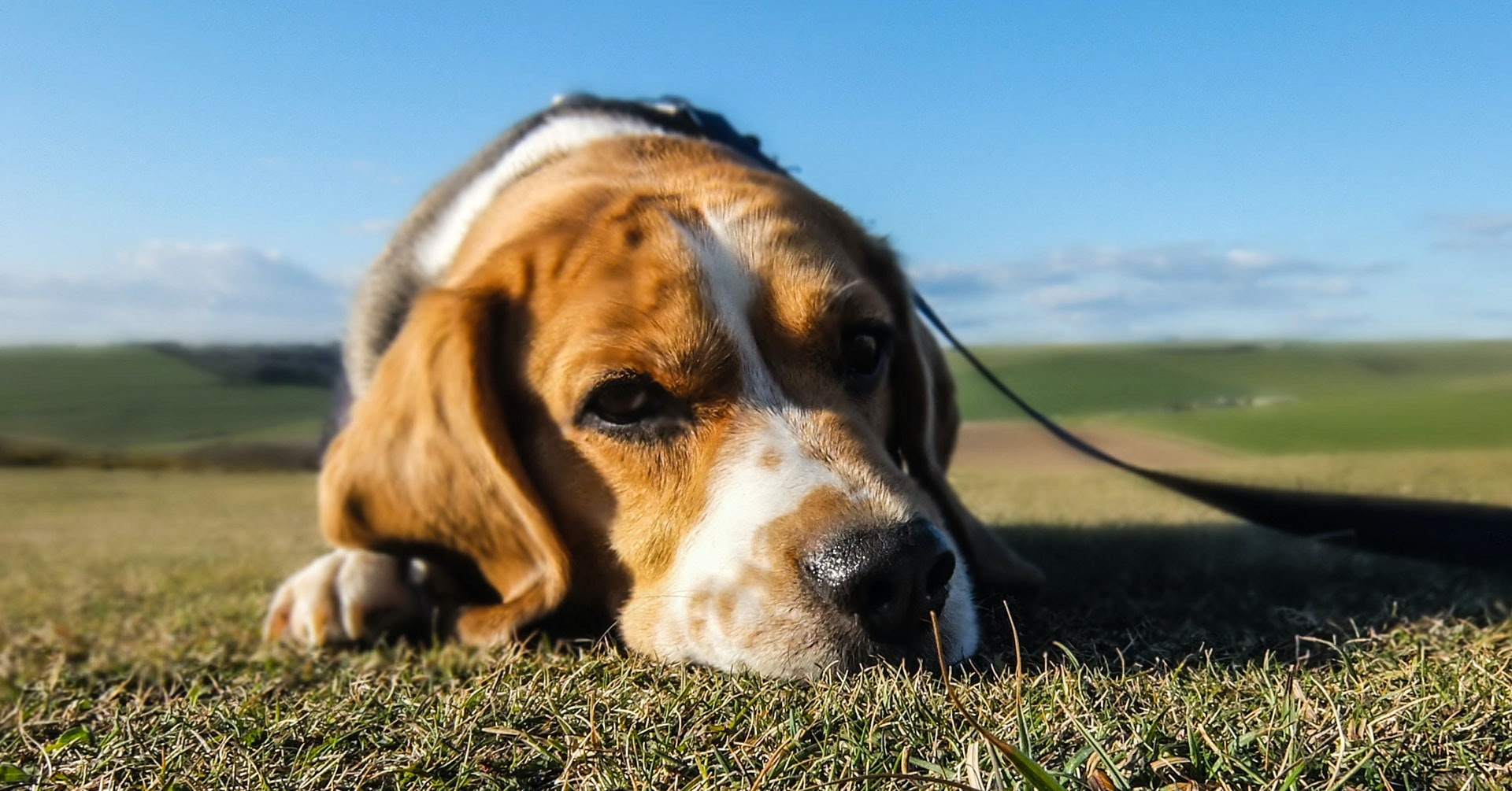 Verzorging van een Beagle, waar moet je opletten?