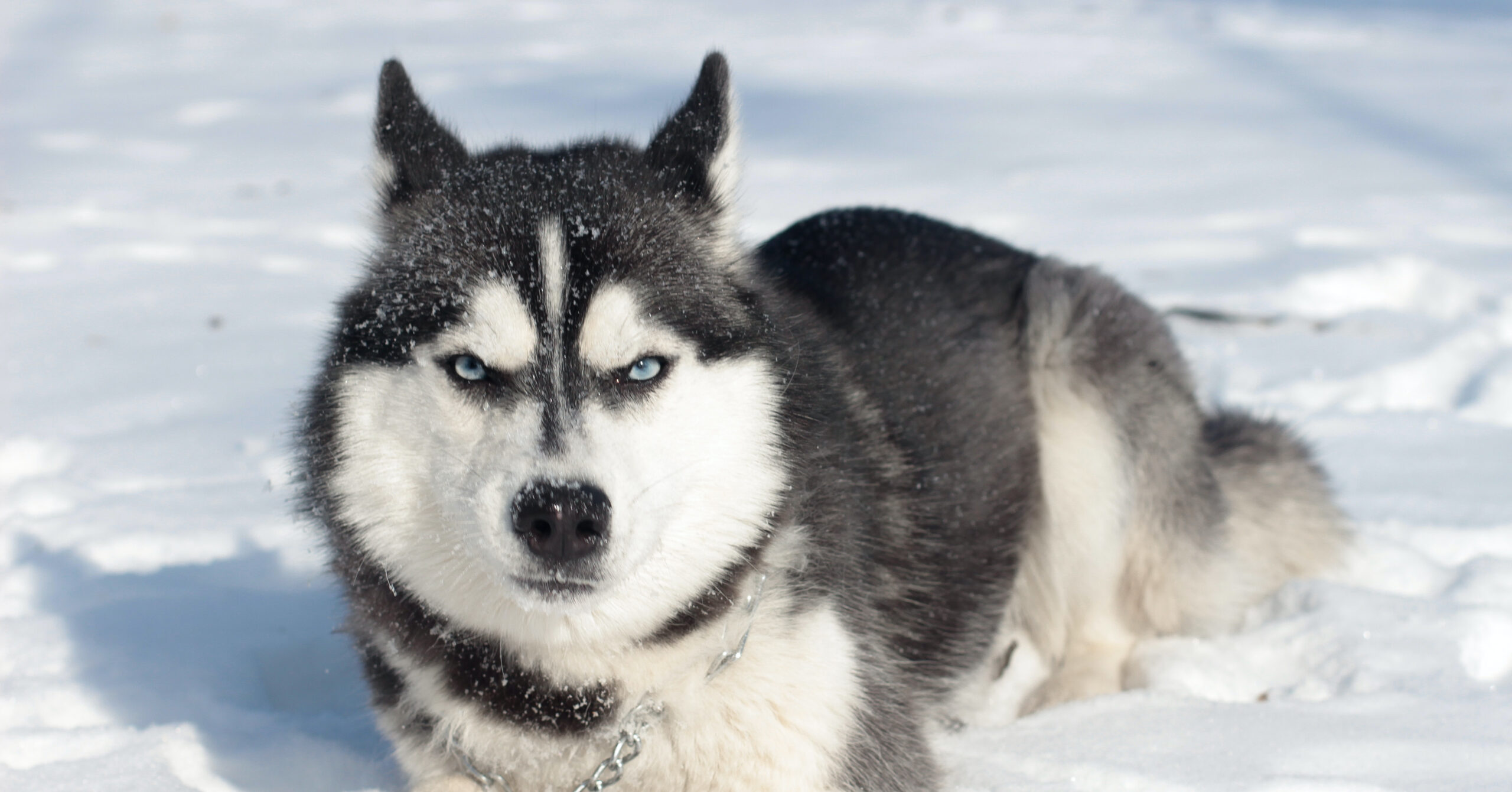 Verzorging van een Siberische Husky, waar moet je op letten?